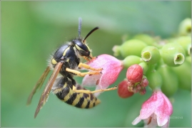 <p>VOSA OBECNÁ (Vespula vulgaris) /Common wasp - Gemeine Wespe/</p>